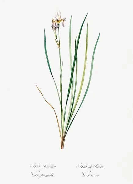 Siberian Iris #2 - 1805 - Les Liliacees - Pierre Redoute - Illustration Magnet