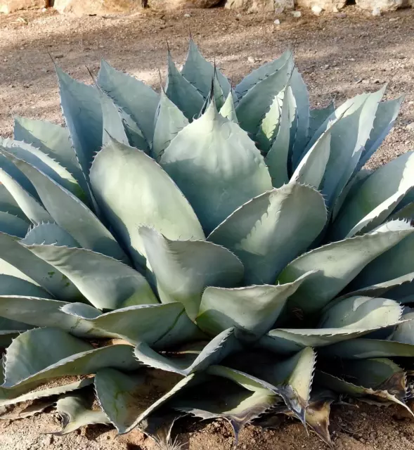 Agave ovatifolia SEEDS