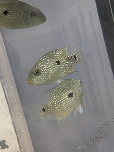 Texas Cichlid Medium 3” Pretty Lots Of Spotting