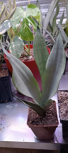 Sansevieria Moonshine - (Leggere Dettagli / Read Information)