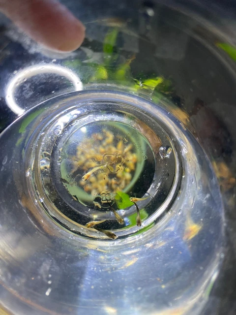 5 Fry Assorted Fancy Guppies Freshwater Aquarium Live Fish