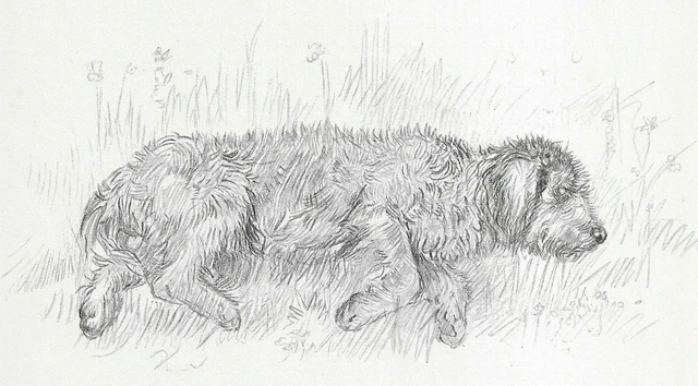 Otterhound "Rest" - Vintage Dog Art Print - 1938 KF Barker DD