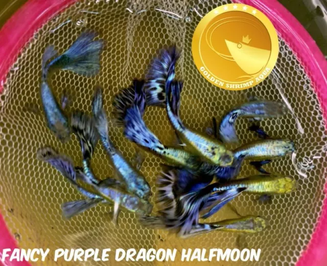 1 Trio Purple Dragon Halfmoon Live Aquarium Guppy Fish - Live Arrival GUARANTEE