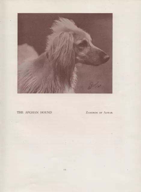 Afghan Hound Old Vintage 1934 Named Dog Print Page