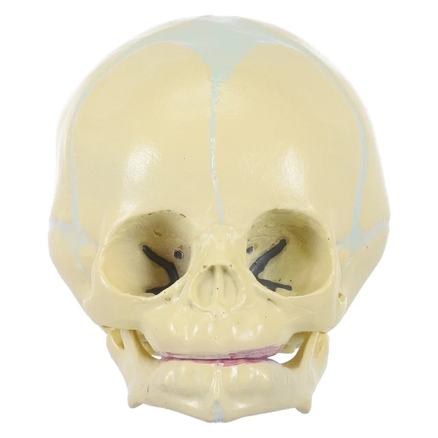 Modello Anatomia Umana 3D – Strumento Didattico Smontabile Per Scuola E Casa, Dettagli Realistici