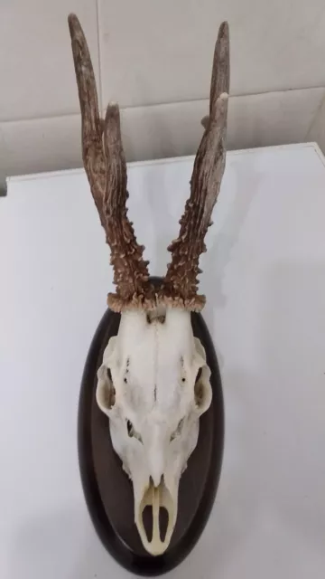 trofeo corzo en perfecto estado en peana de madera