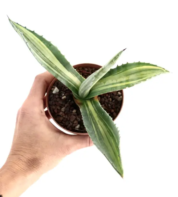 Agave americana STRIATA VARIEGATED GA16