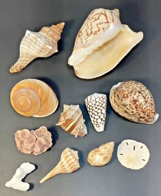 Assorted Sea Shells Coral From Gulf Of Mexico Beach Decor Lot of 11 (S4)