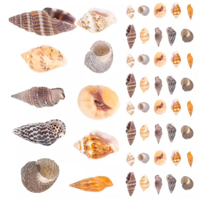 1 Box of Decorative Tiny Sea Shells Conch Natural Conch DIY Craft Miniature