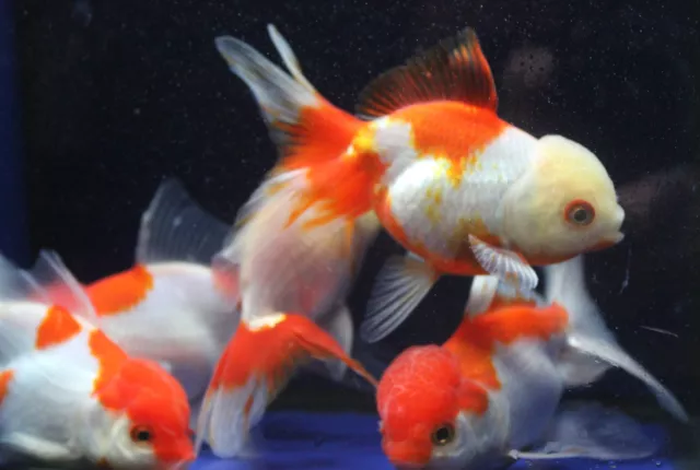 Live Red White Oranda Medium Goldfish for fish tank, koi pond or aquarium