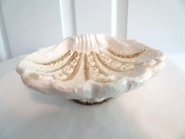 Vtg MCM  Ceramic Sea Shell Shaped Soap Dish Trinket Beach Coastal Decor