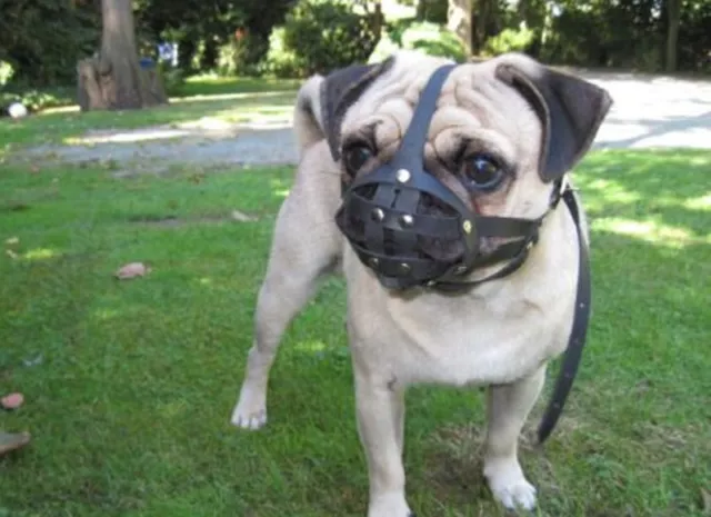 Light leather Dog Muzzle for Pug and other flat face faced short snout dog's .