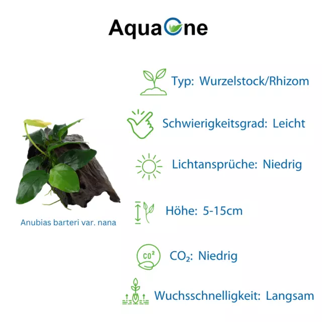 Aquarium Plante Sur Racine Tropica Nr.101 Yws 003A Yws Set Mélange 3