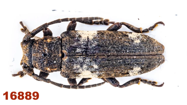 Cerambycidae: Apomecyna sp.   A1, 10 mm, Mounted , 1 pc