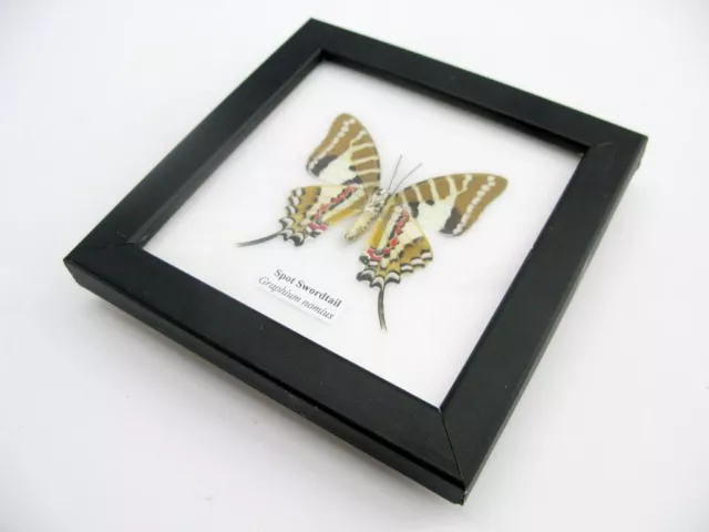 Spot Swordtail - beautiful real butterfly prepared - framed- museum quality 4