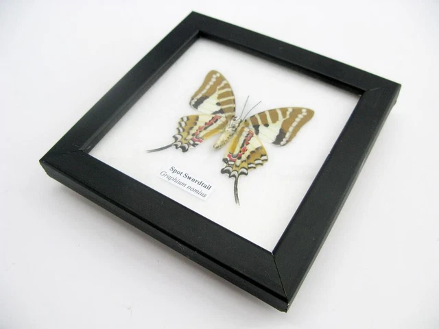 Spot Swordtail - beautiful real butterfly prepared - framed- museum quality 4