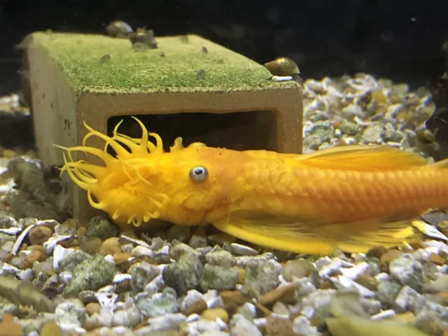 6 Pack 1”+ L144 Lemon Blue Eye Bristlenose Pleco  ancistrus SP