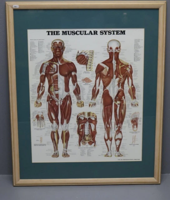ANATOMICAL CHART COMPANY Muscular System Framed Poster 33" x 27" £22.99