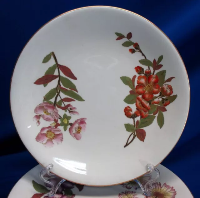 1889 Royal Worcester Set Of 12 Hand-Painted Botanical Cabinet Plates 9.25"Dia 3