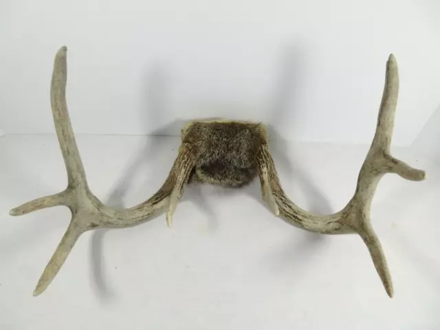 Texas Wild Whitetail Deer Antler Rack 8 Point Buck Skull Plate Perfect Man Cave