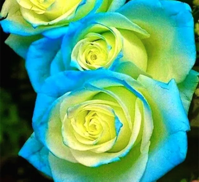 10x Graines De Rosier Rose BLEU-JAUNE / 10x BLUE-YELLOW Rose Rosebush Seeds