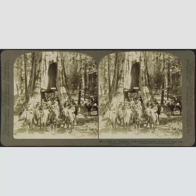 Stereofotografie: Underwood. Cavalry passing through the great tree um 1895