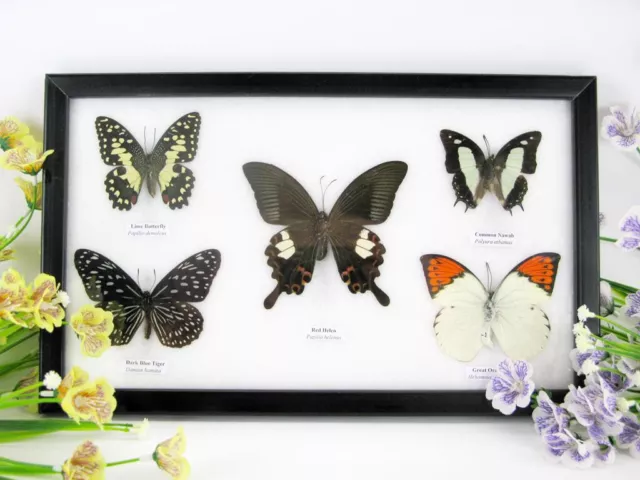 5 papillons - taxidermie cadre exotiques réel une beauté unique Naturalise q 02