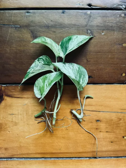 🪴🍃🌱 3 X Highly Variegated Marble Queen Pothos Cuttings (Rooted) 🌱🍃🪴