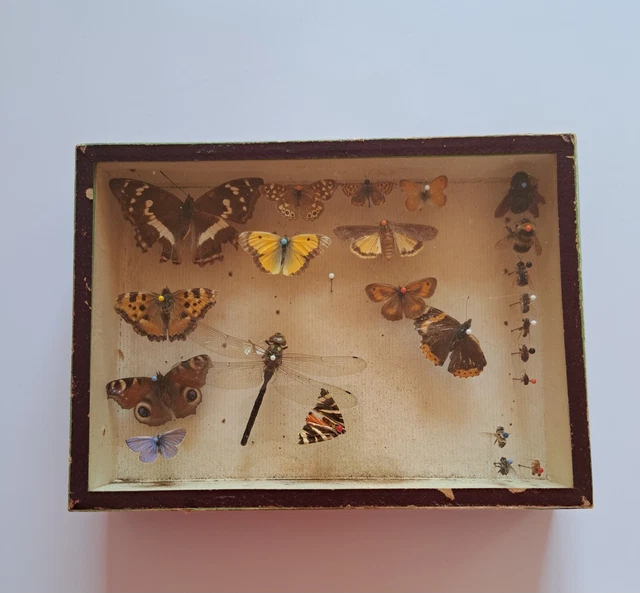 CABINET DE CURIOSITÉ entomologie insectes boite ancienne EUR 20,00 ...