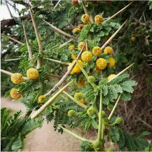 10 GRAINES D'ACACIA NILOTICA " SEED BONSAI L'acacia des phar  + CADEAU GRATUIT