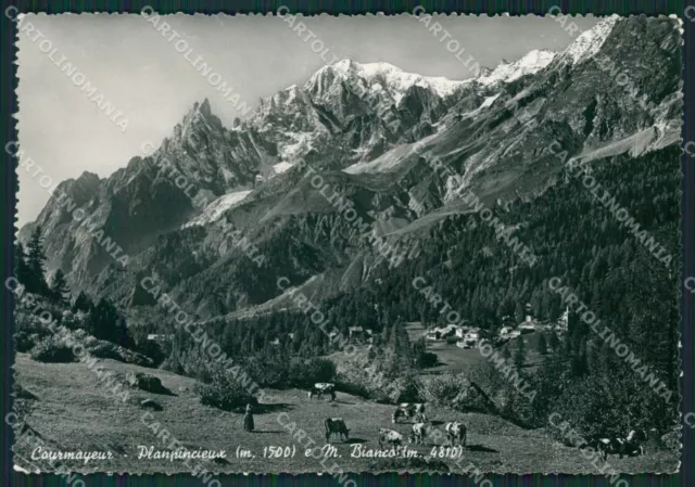 Aosta Courmayeur Planpincieux Monte Bianco Pascolo Foto FG cartolina KB1831