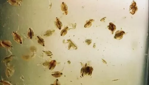 60k Moina Macrocopa eggs High protein Food For Betta Killifish Guppy Fish tank.