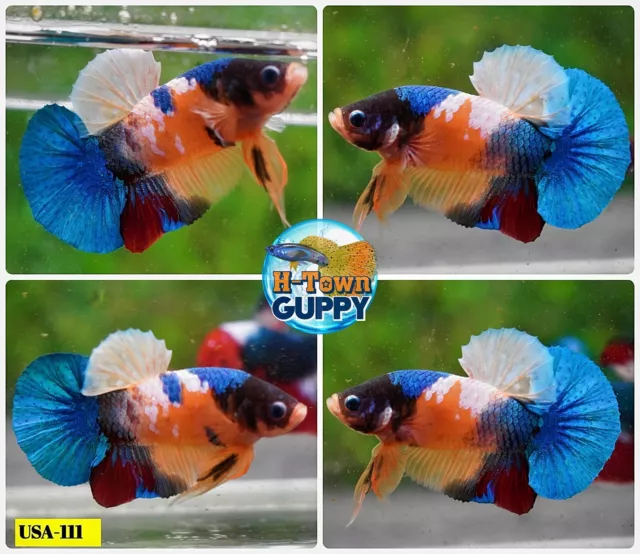 USA111 - Live Betta Fish - High Quality Grade  - Yellow Tiger Koi Galaxy