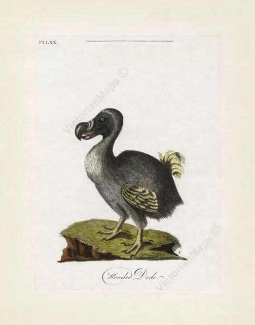 Dodo Dronte Raphus cucullatus ausgestorbener Vogel antik Druck Latham 1781 Kunstposter