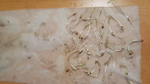 30 Small Natural Wild Garlic seed bulbs Per Order HIGH GERMINATION RATE