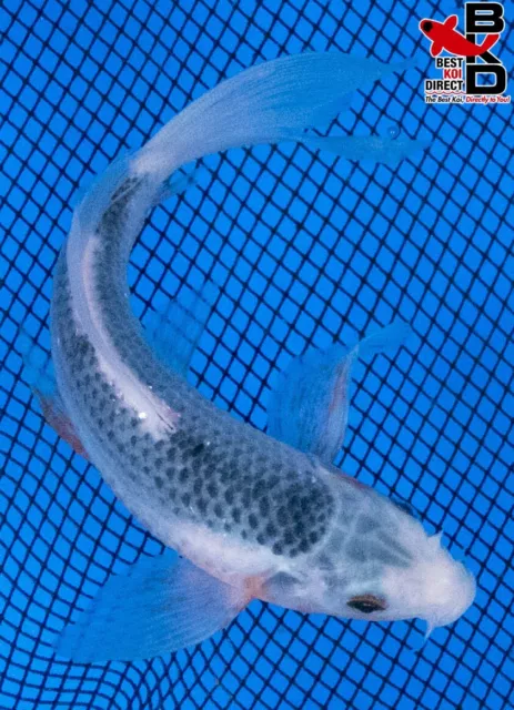 5" BUTTERFLY ASAGI Live Koi Fish Garden Pond 4/10