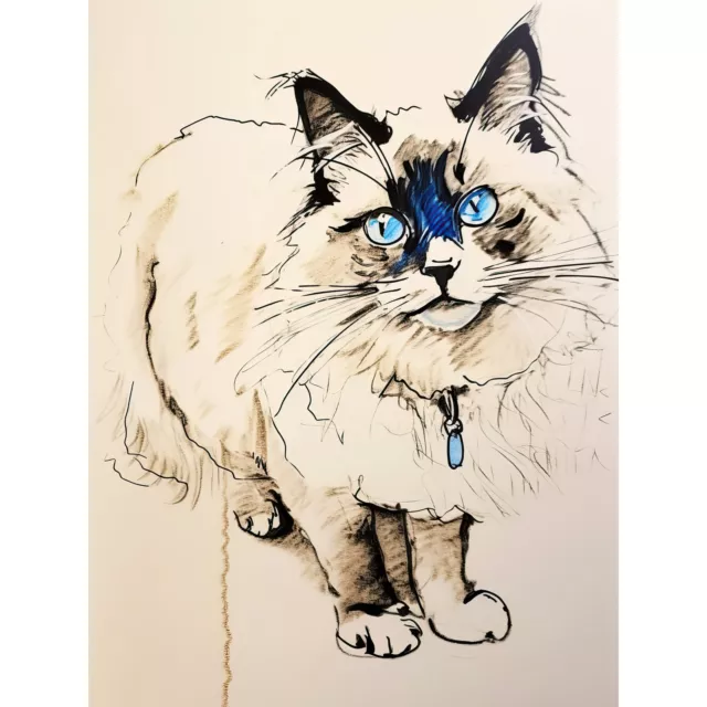 Blue Point Ragdoll Cat Sketch Drawing Portrait Huge Wall Art Poster Print Giant