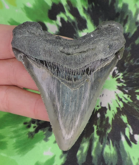 Megalodon Sharks Tooth 3 3/8" inch NO RESTORATIONS fossil sharks teeth