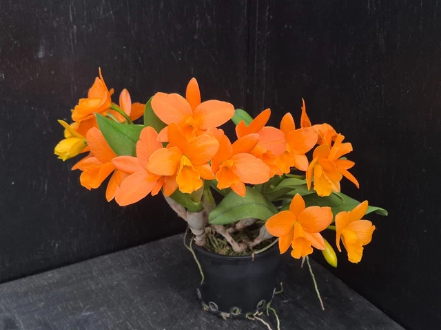 STUNNING CATTLEYA ALLIANCE Orchid Rth Hsinying Orange Nugget Orange stunning-cattleya-alliance-orchid-rth-hsinying-orange-nugget-orange