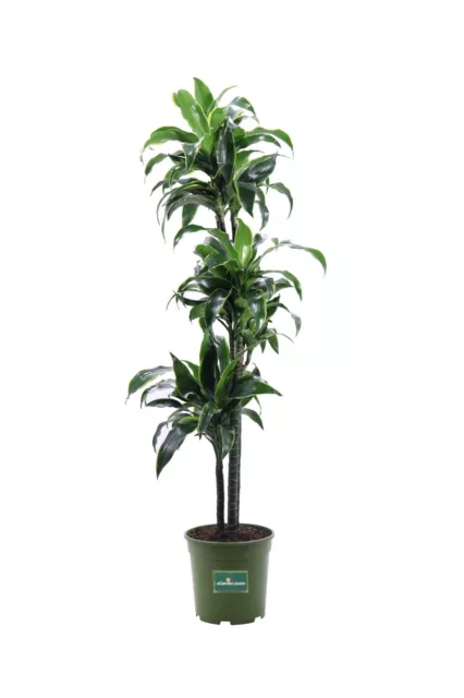 PIANTA DI DRACENA Dorado pianta vera ornamentale foglie variegate da  interno EUR 61,90 - PicClick IT