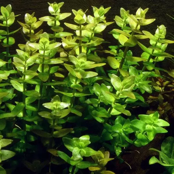 Bacopa caroliniana mini pot