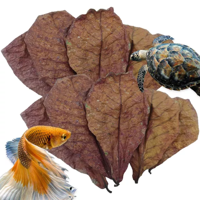 50pc almond leaves catappa indian ketapang leaf shrimp betta fish aquarium care