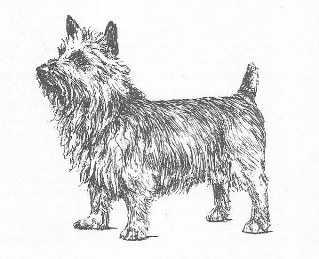 Australian Terrier #3 - CUSTOM MATTED - 1963 Vintage Dog Art Print 0507 CLD