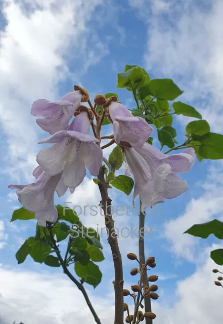 Neuer Superhybrid Paulownia (Catalpifolia*Fortunei) im 2.Jahr mit neuem Austrieb