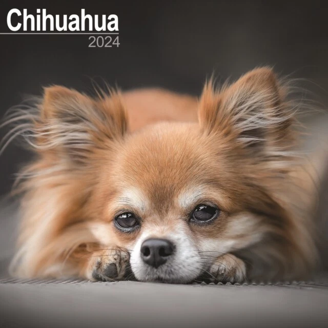 CALENDARIO CHIHUAHUA 2024 Calendario da parete razza di cane quadrato