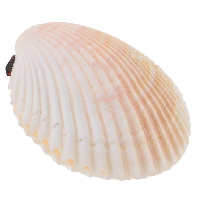 Almeja hágalo usted mismo - cuencos cono decorativos - decoración diseño de peces Sea Conch Decor