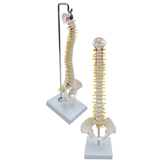 Porte-clés Colonne Vertébrale Humaine - MAJORMENCH - 2 Pièces - Modèle Anatomie Plastique Pour étudiants Médecine, Cadeau Original