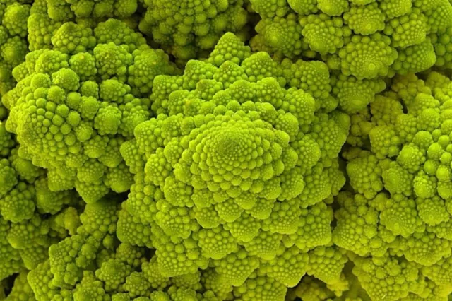 200 Graines de Chou Fleur italien ROMANESCO Natalino non traitées