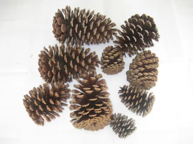 "CONOS DE PINO TEXAS, BARRA/HOJA LARGA/HOJA CORTA/LOBLOLLY, JUEGO DE 9 (2-1/2"" a 4-3/4")
