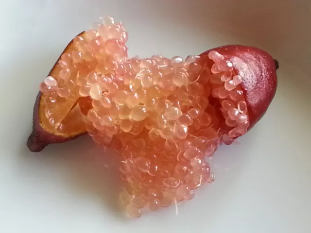 FINGER. LIME SEEDS ~ICE PINK ~ 15 Fresh Seeds